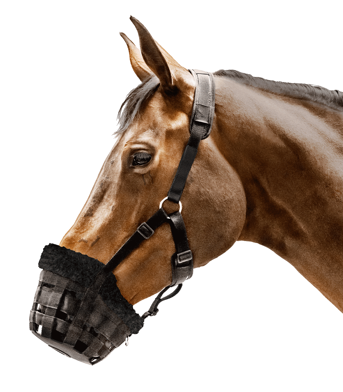 Muzzle Comfort