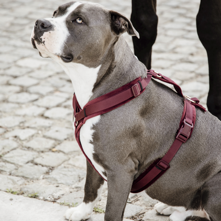 Active Velvet dog harness