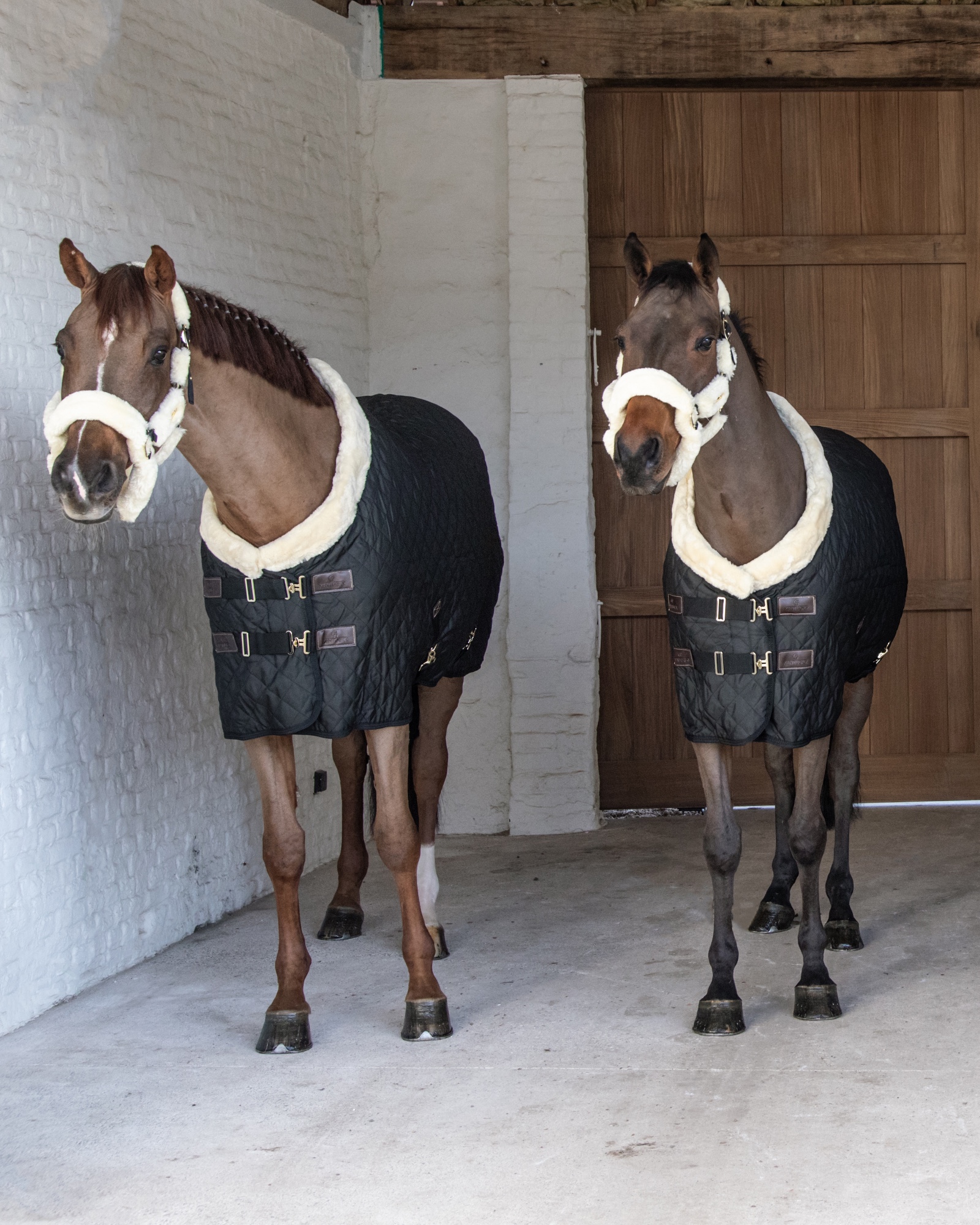 Show rug Show Rug 160g
