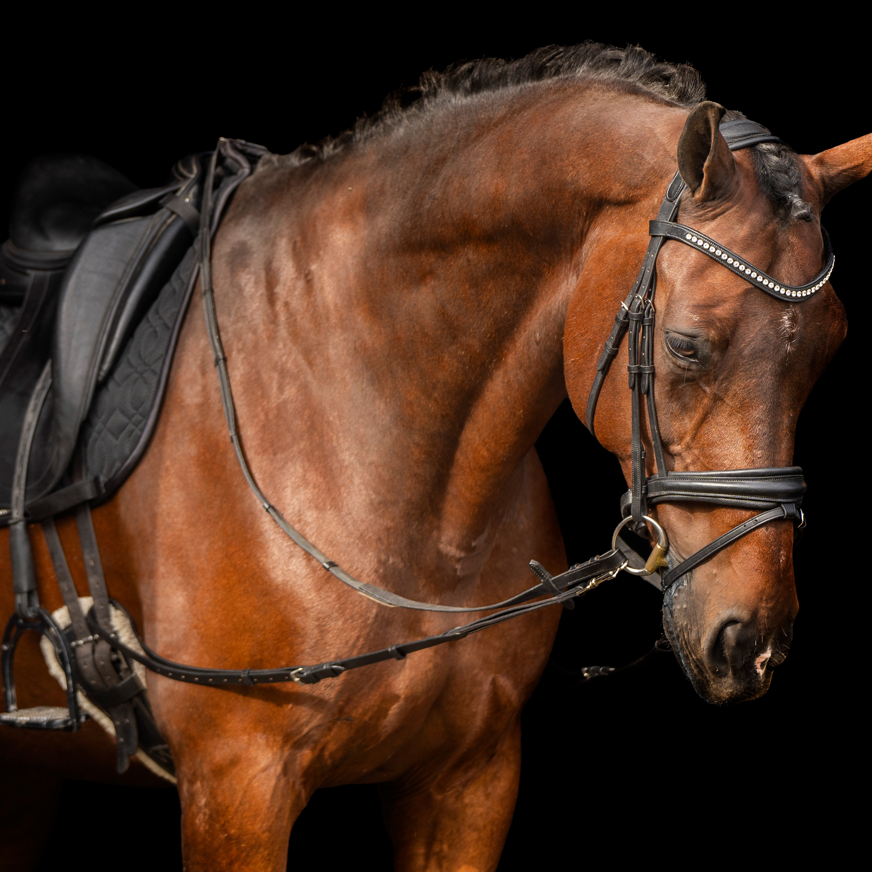 Ausbinder Leder mit Elastik