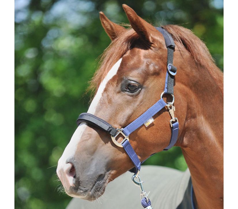 Sicherheitshalfter "KavalLastic"