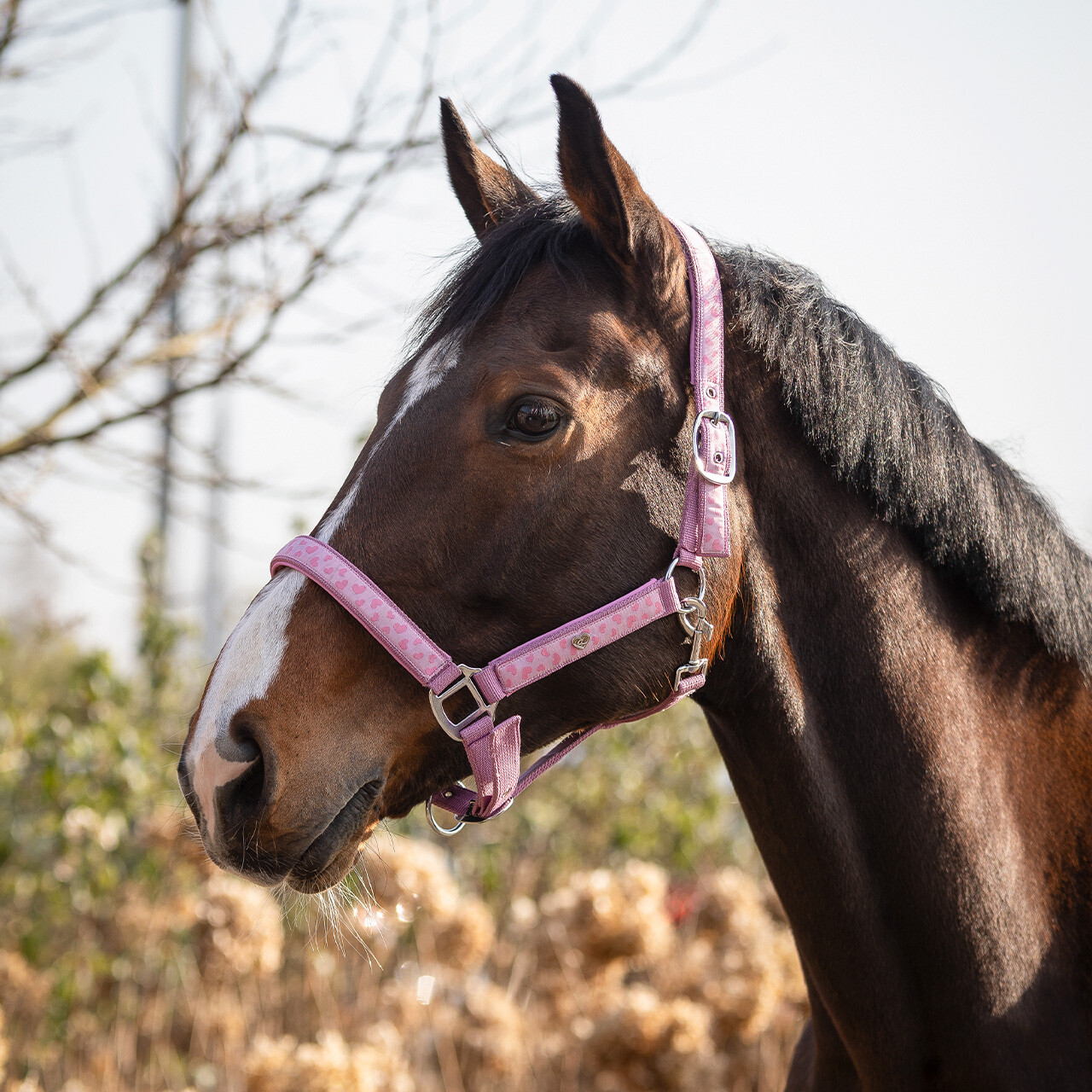 Halfter Lyvia
