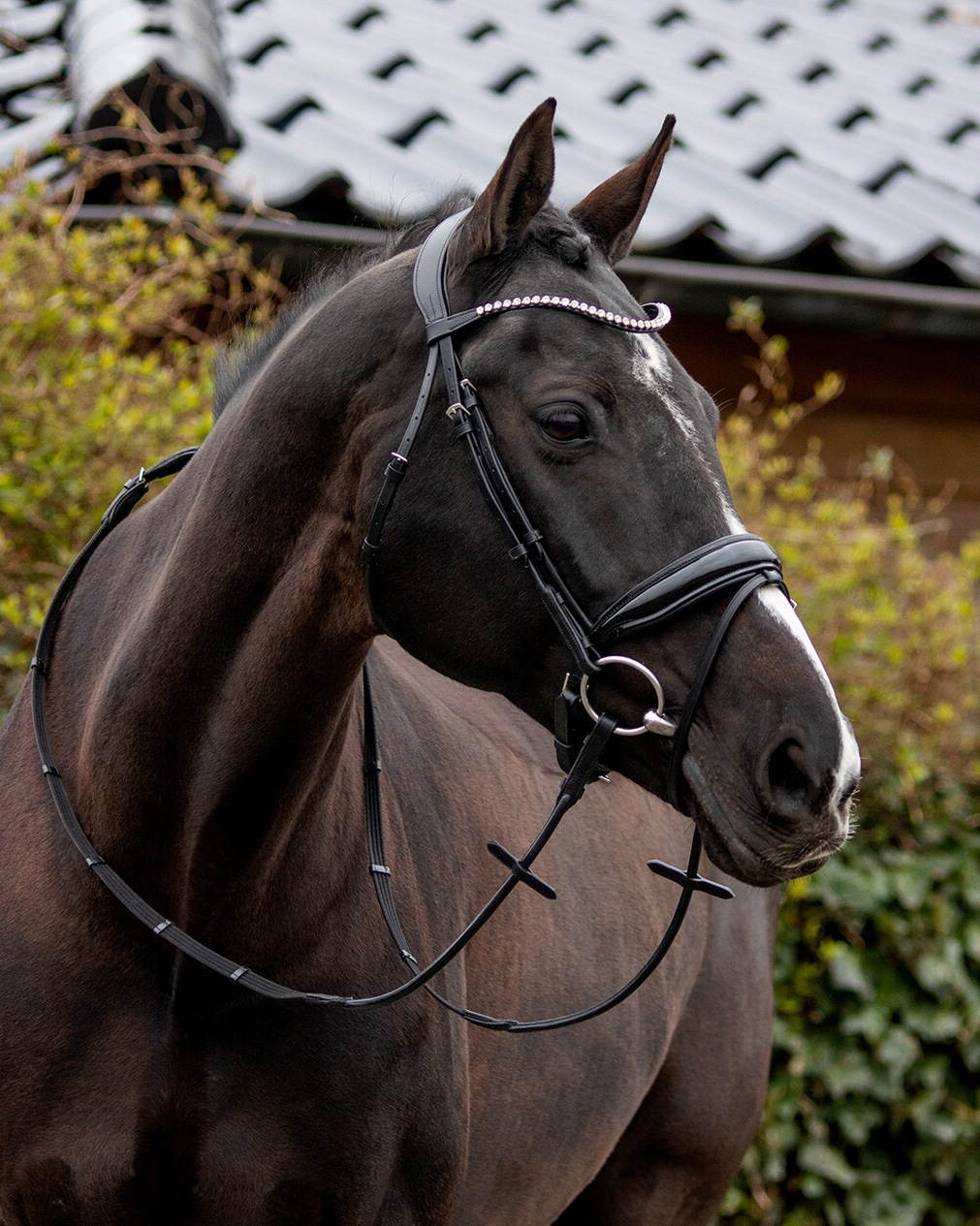 Snaffle Nehza