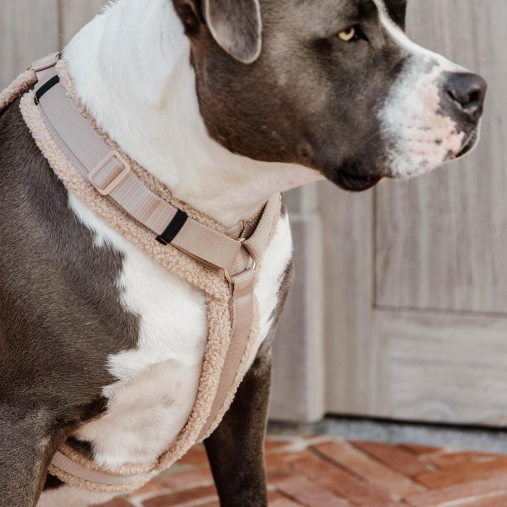 Hundegeschirr Aktiv Teddy Fleece | Kentucky Dogwear
