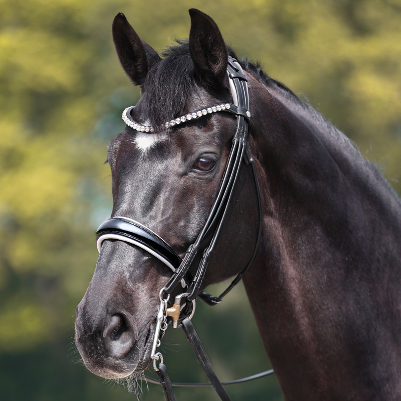 Browband "Fleury"-for Weymouth