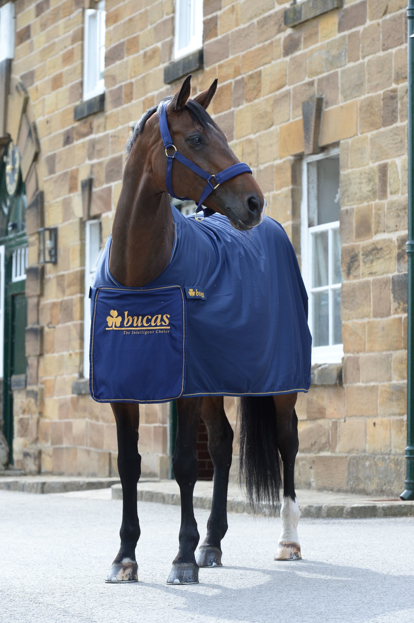 Abschwitzdecke Panel Prize Cooler in Navy/Gold