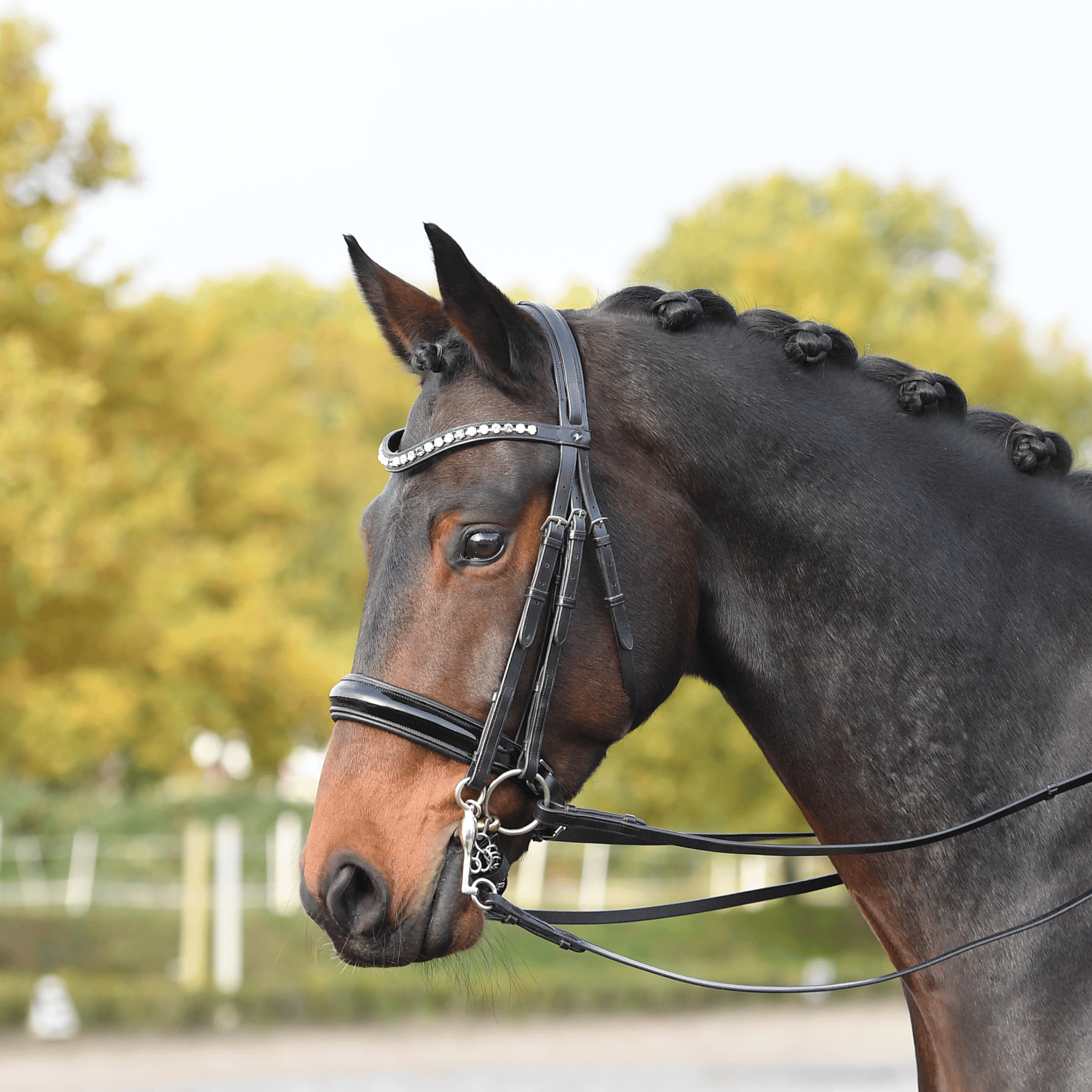 Kandare Luxury Kandare Luxury