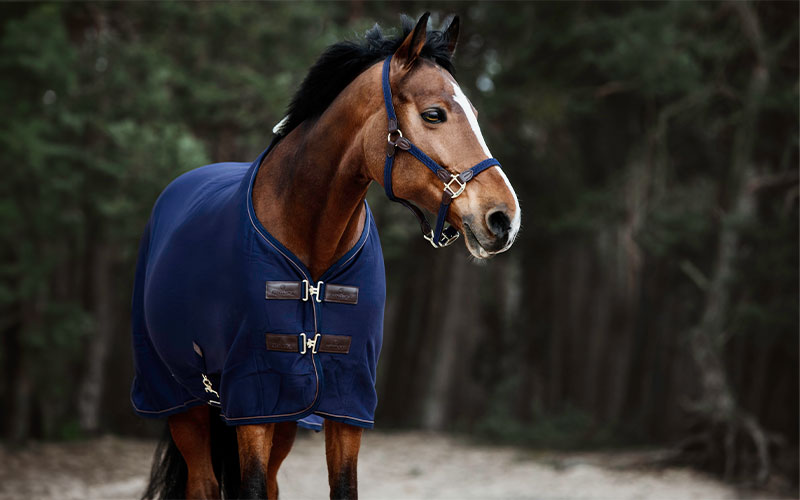 Kentucky Abschwitzdecken Braunes Pferd mit blauer Abschwitzdecke von Kentucky