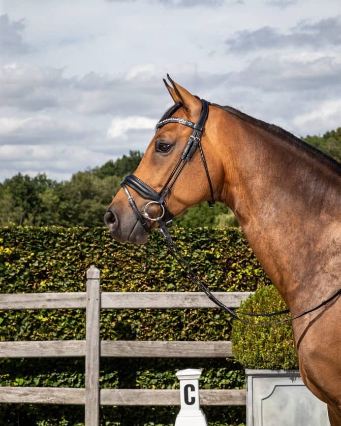 Snaffle with swedish noseband in matt leather (medium) in black Snaffle with swedish noseband in matt leather (medium) in black