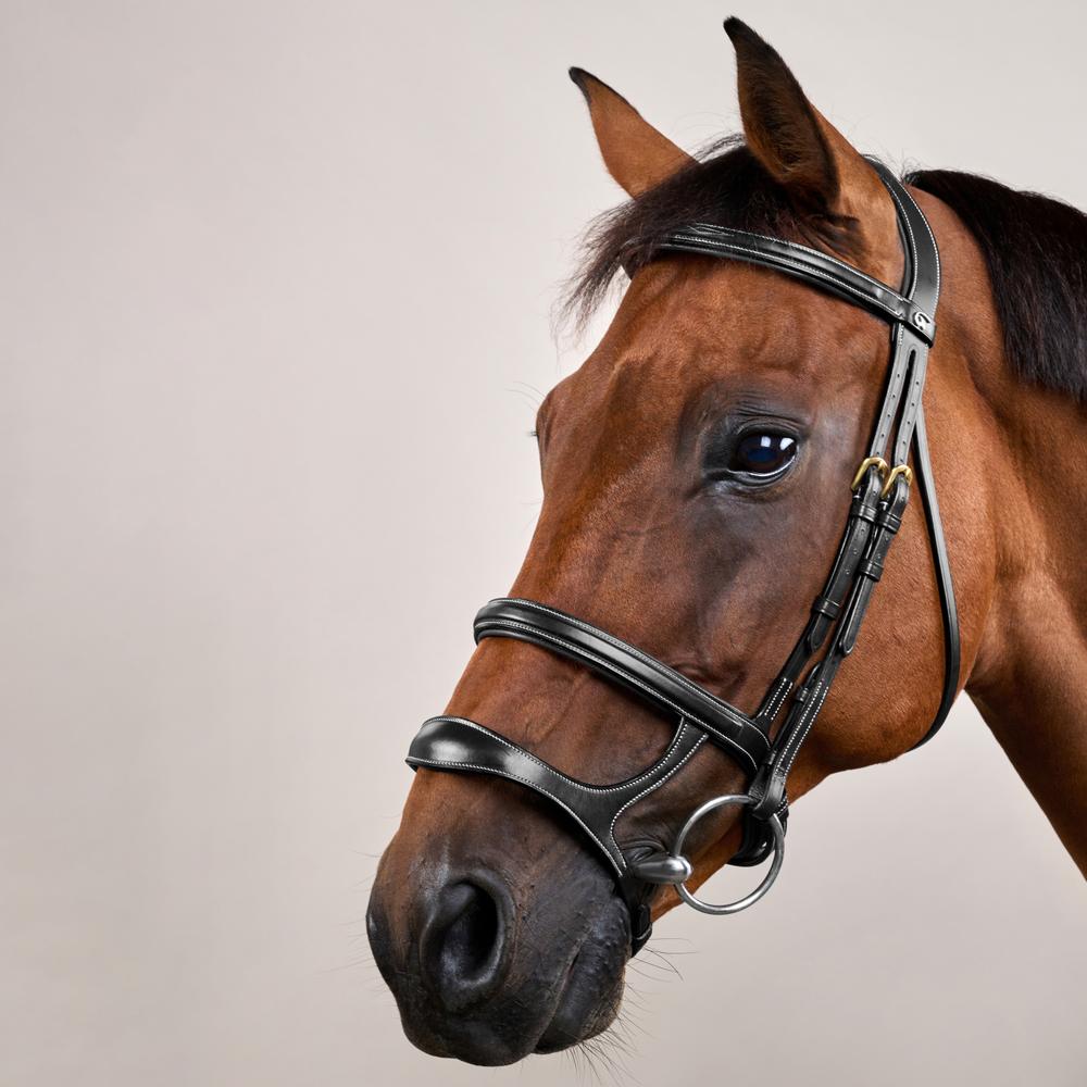 Trense mit Doppelreithalfter DY | Dy'on