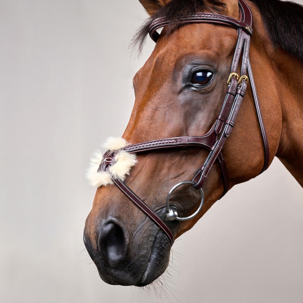 Trense mit geflochtenen mexikanischem Reithalfter DY |