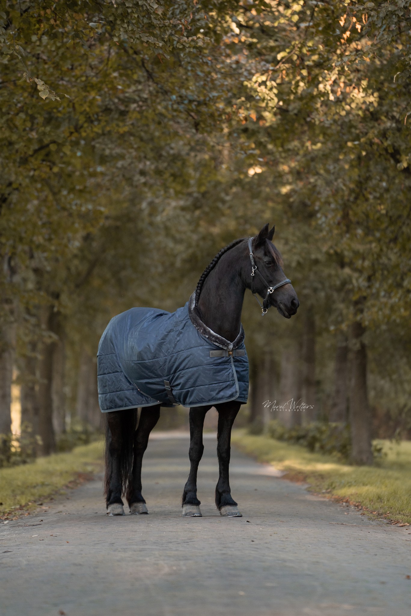 Stalldecke Show-Line in Navy/Grey