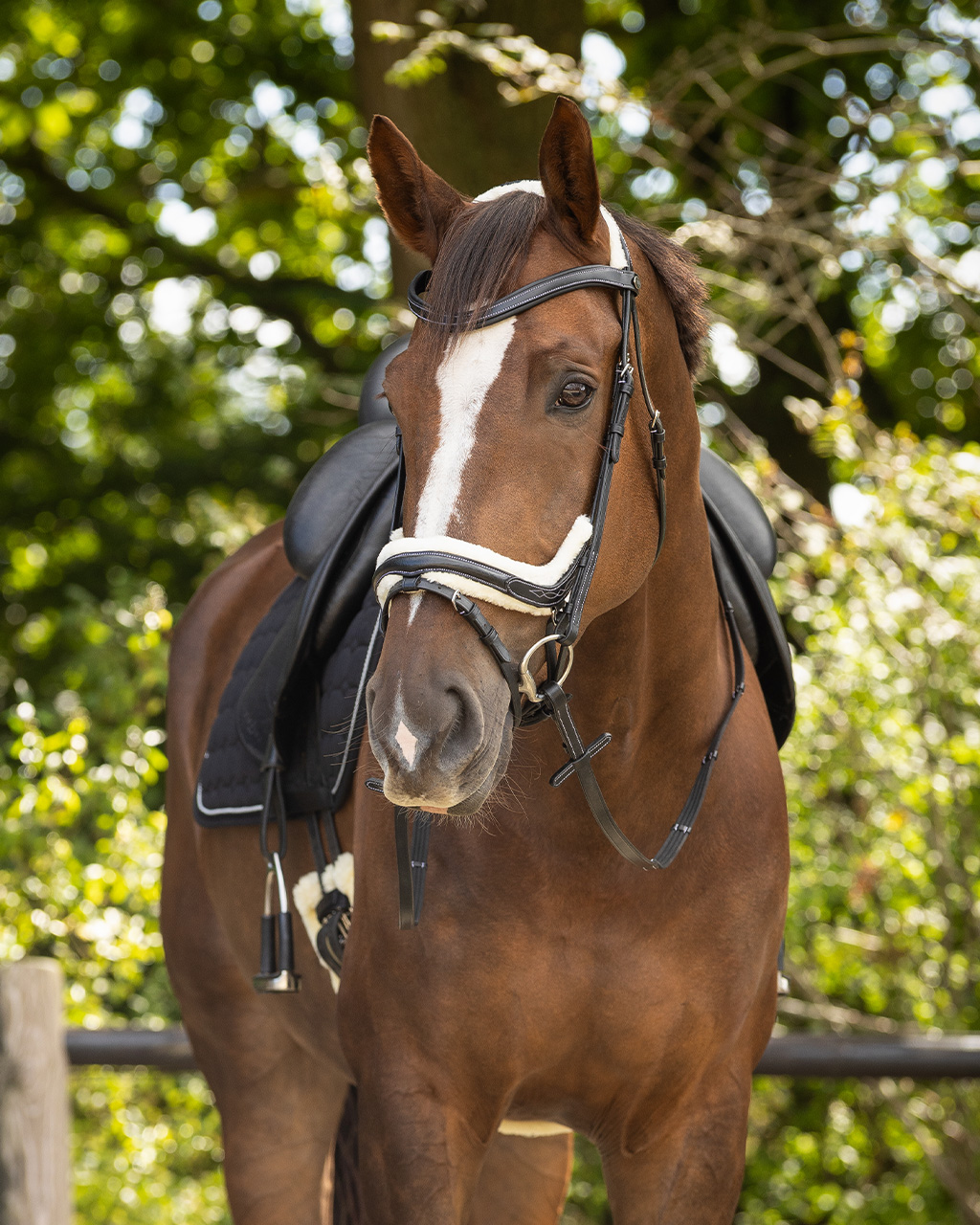Snaffle Ontario