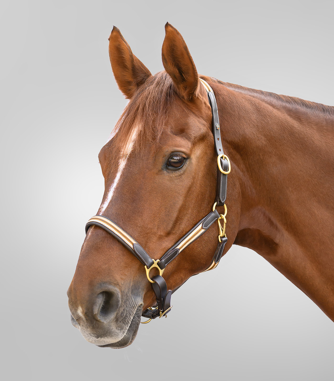 X-Line Lederhalfter Oxford in braun