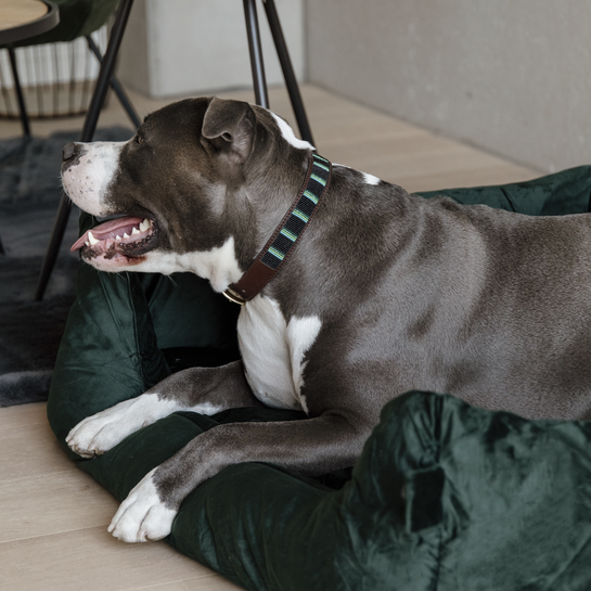 Velvet dog bed