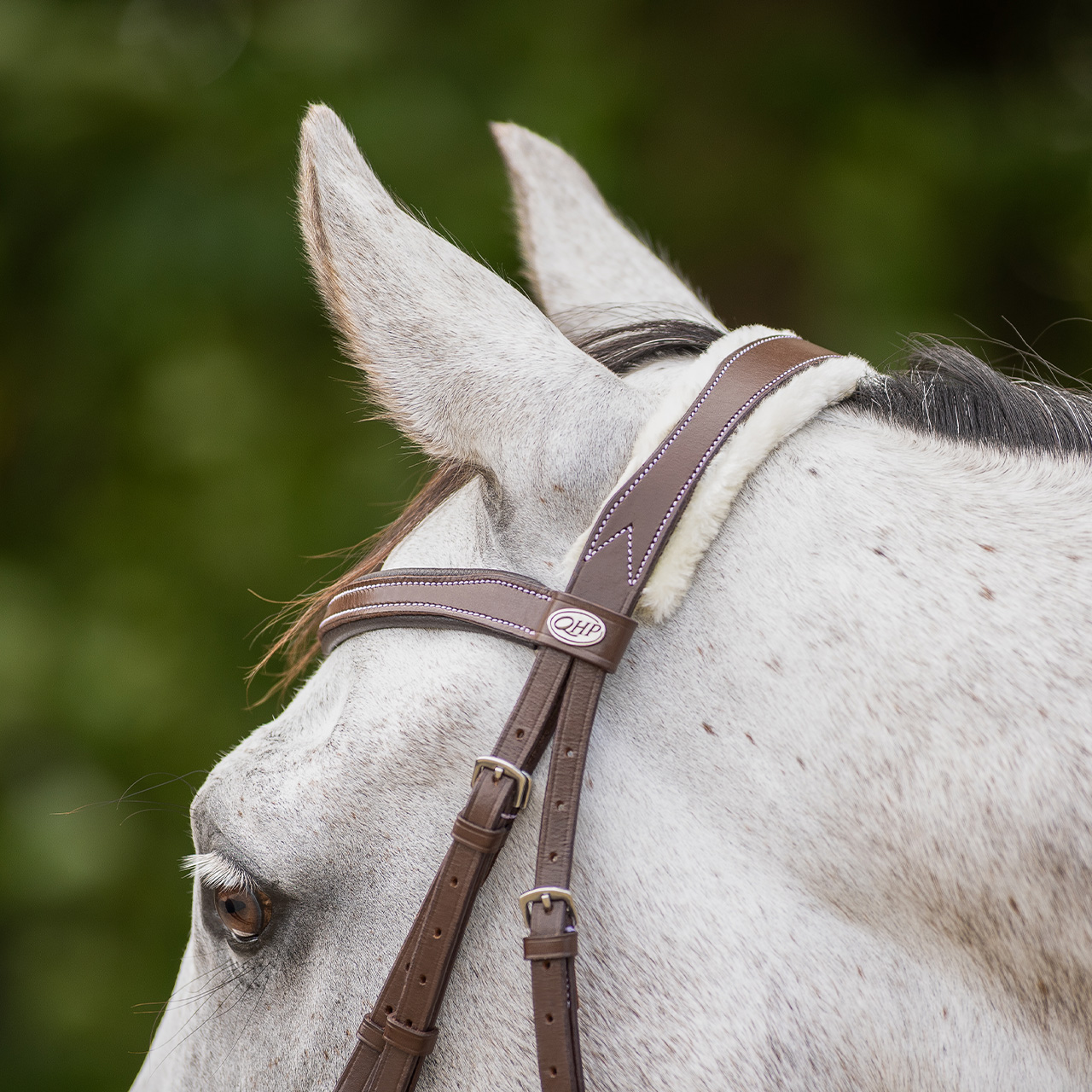 Snaffle Ontario
