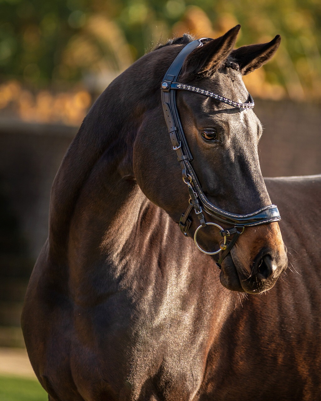 Snaffle FaySport Glitter in black Snaffle FaySport Glitter in black