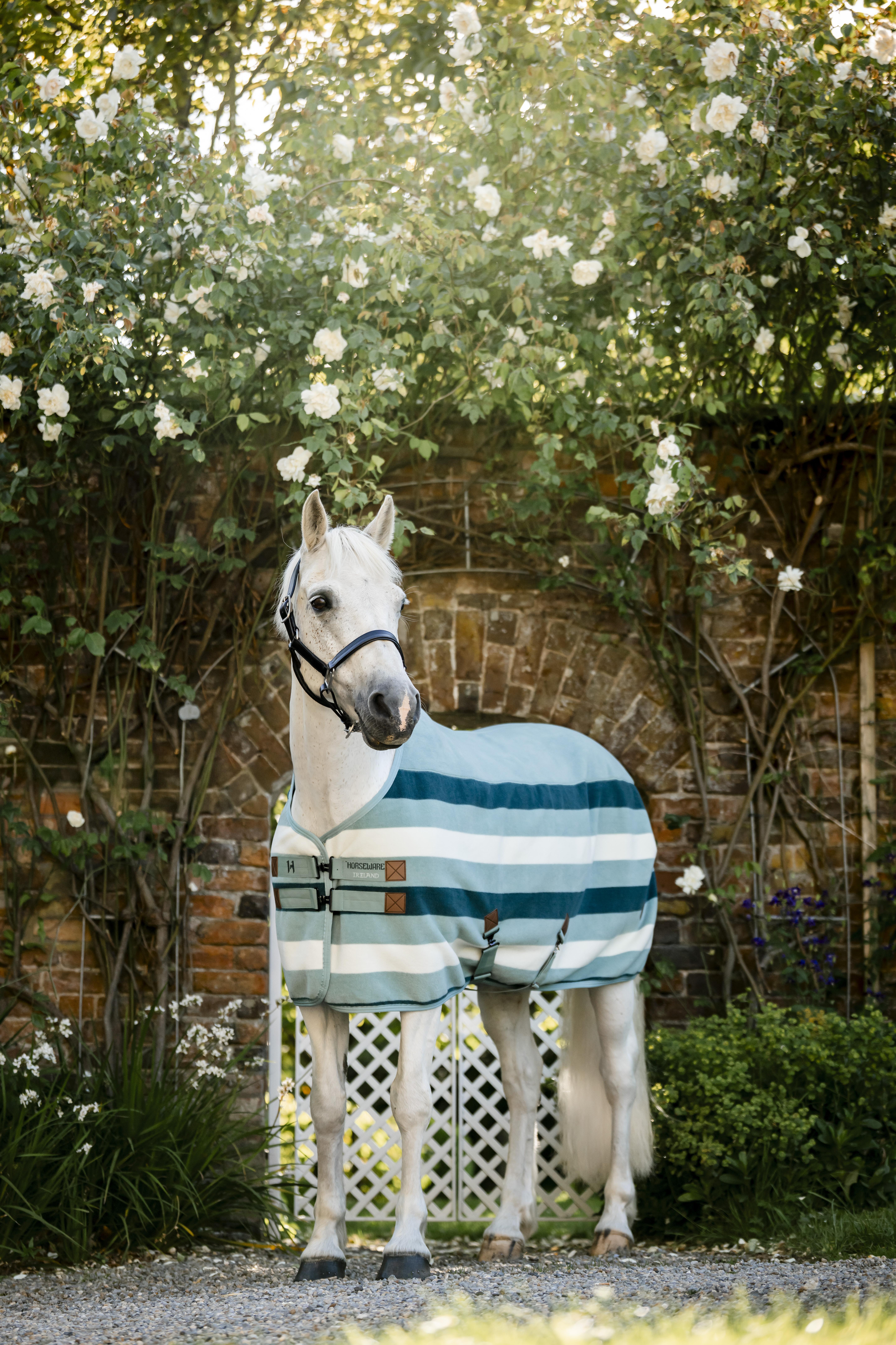 Abschwitzdecke Newmarket in witney dynasty