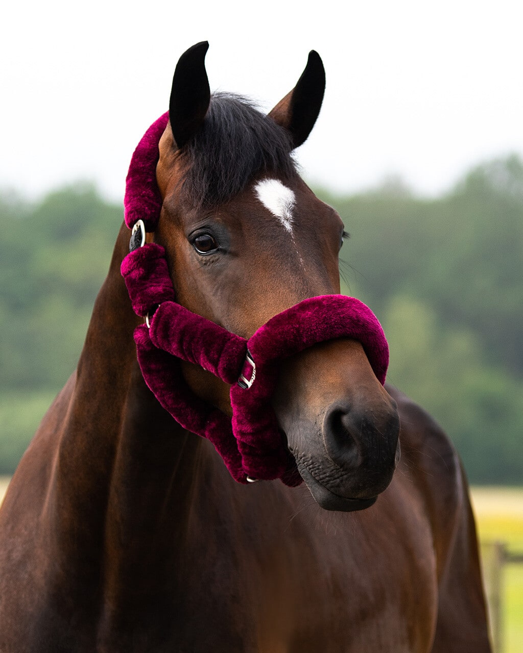 Halter Alaska