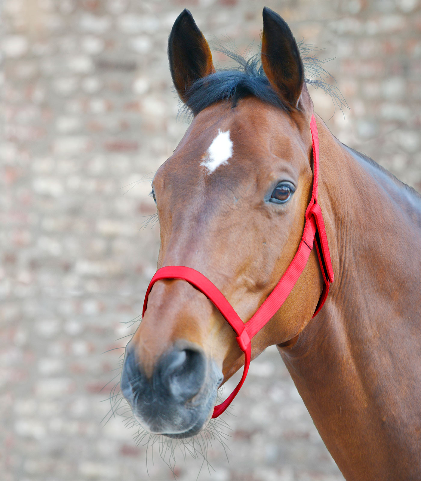 Pasture halter