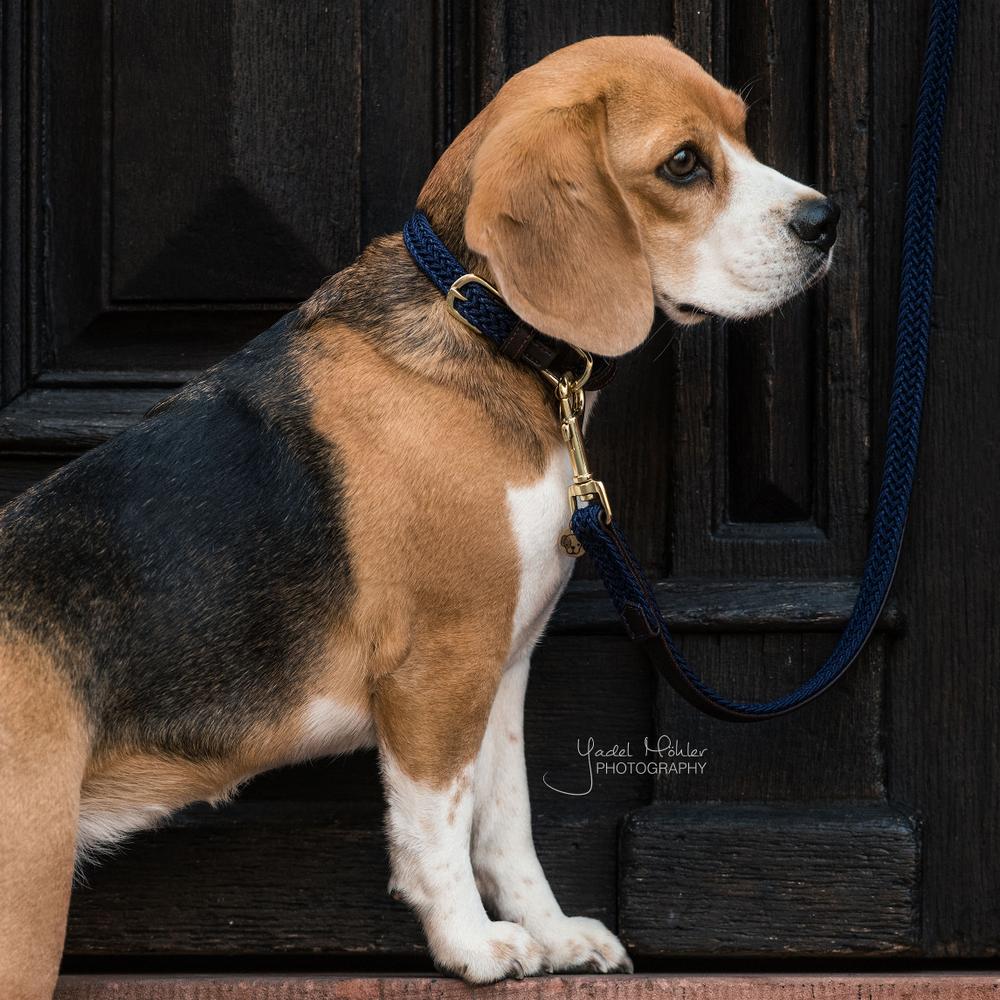 Hunde Leine Plaited Nylon 120 cm