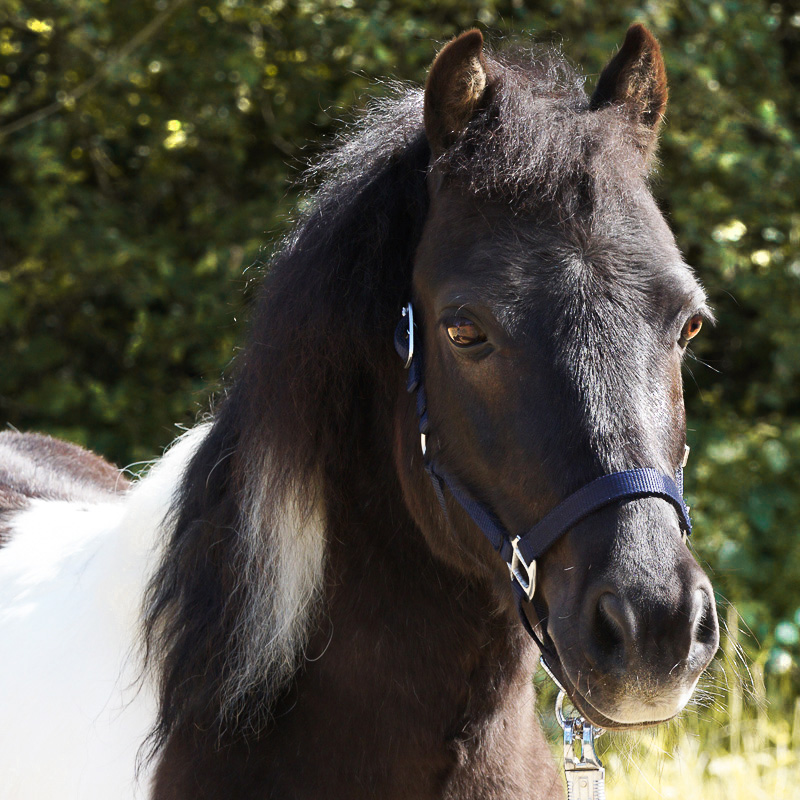 Shetty halter "Shorty"