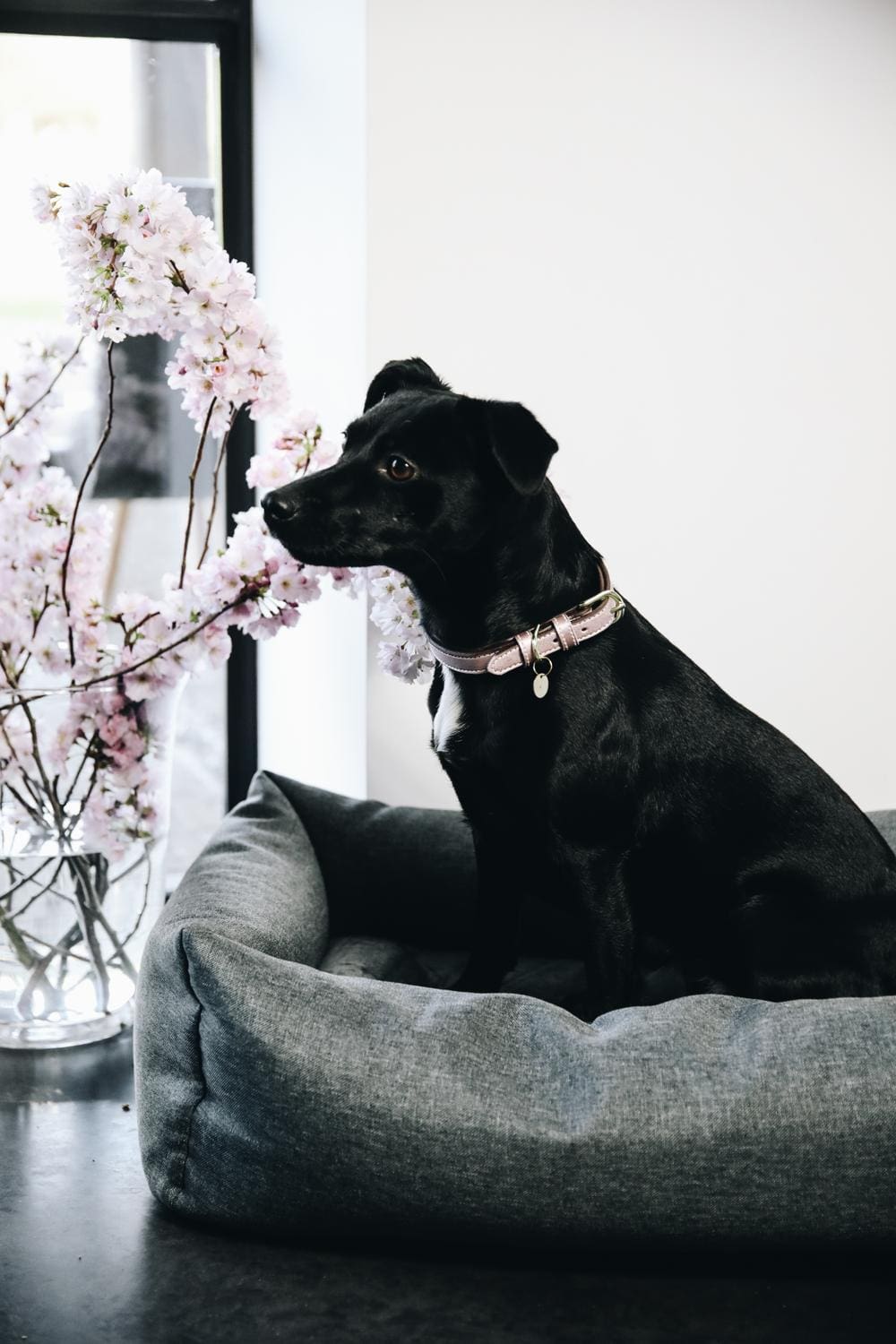 Hundebett Soft Sleep | Kentucky Dogwear