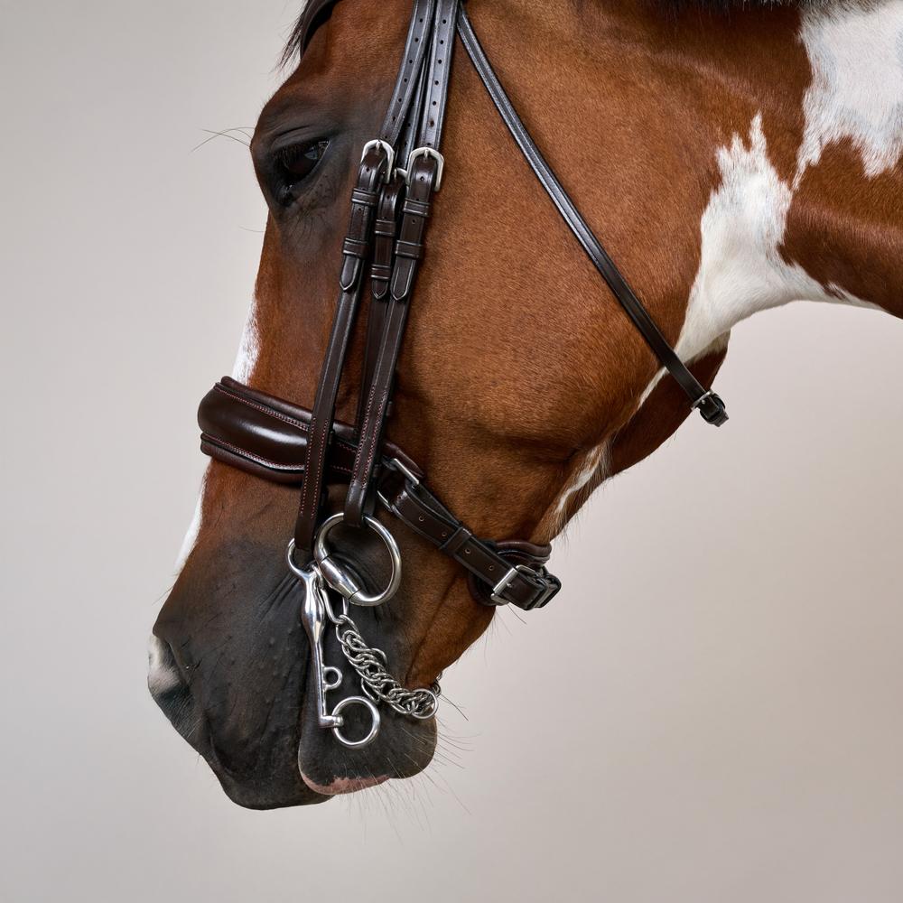 Kandare mit breitem schwedischem Reithalfter