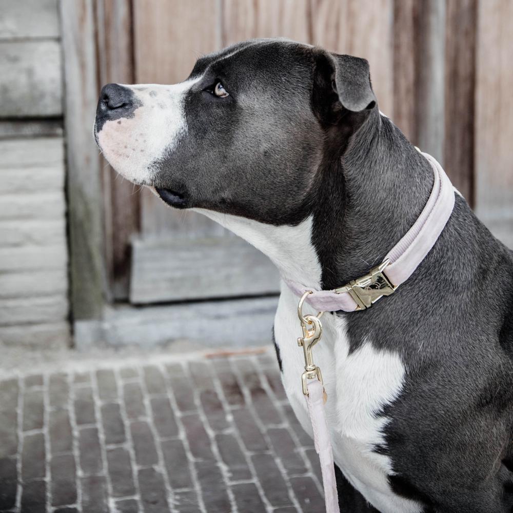 Collier de chien Velvet