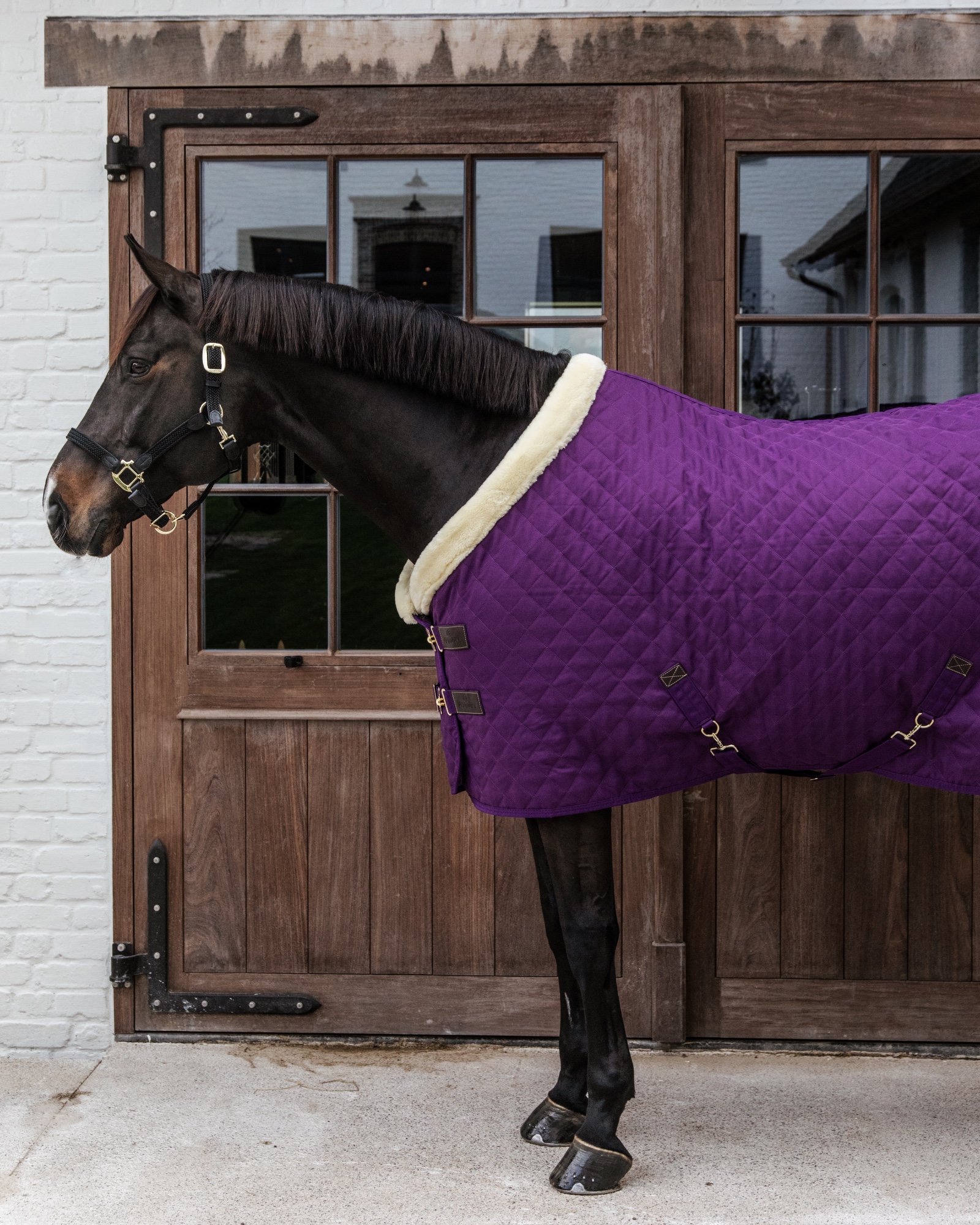 Show rug Show Rug 160g