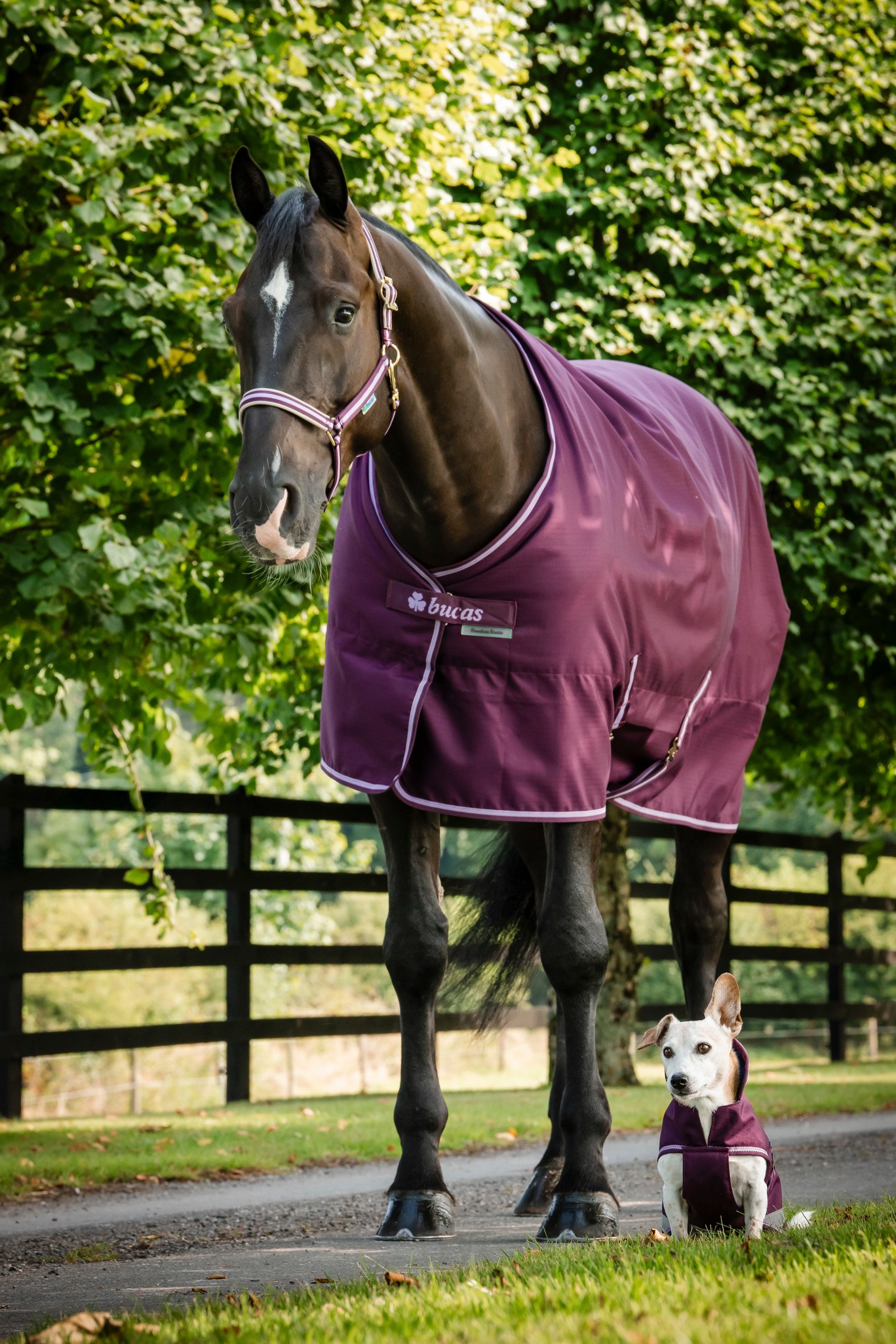 Stalldecke Freedom Stable 300 g in Blackberry