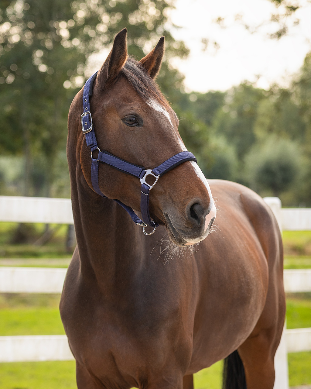 Halter Deluxe