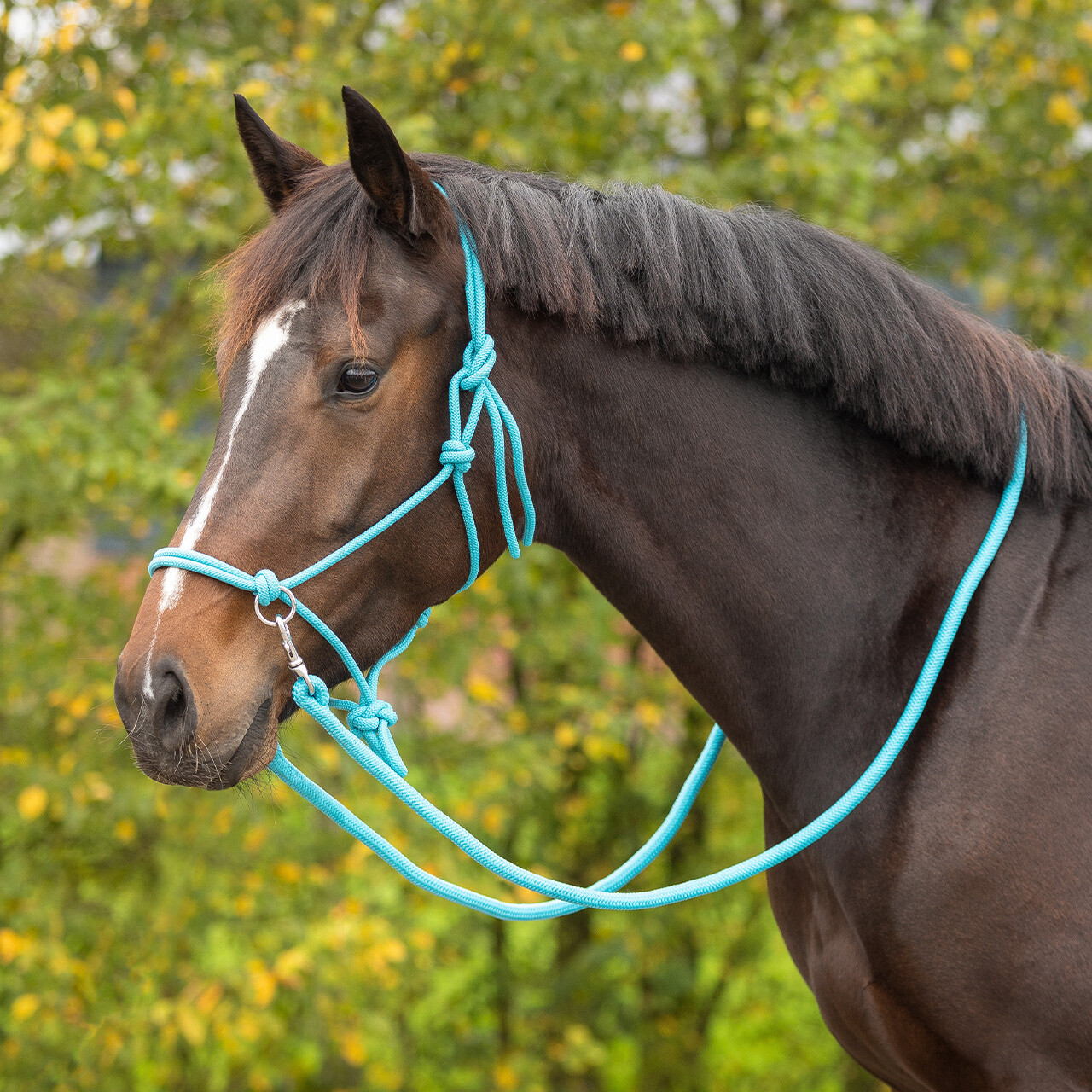 Knotted halter colour with reins
