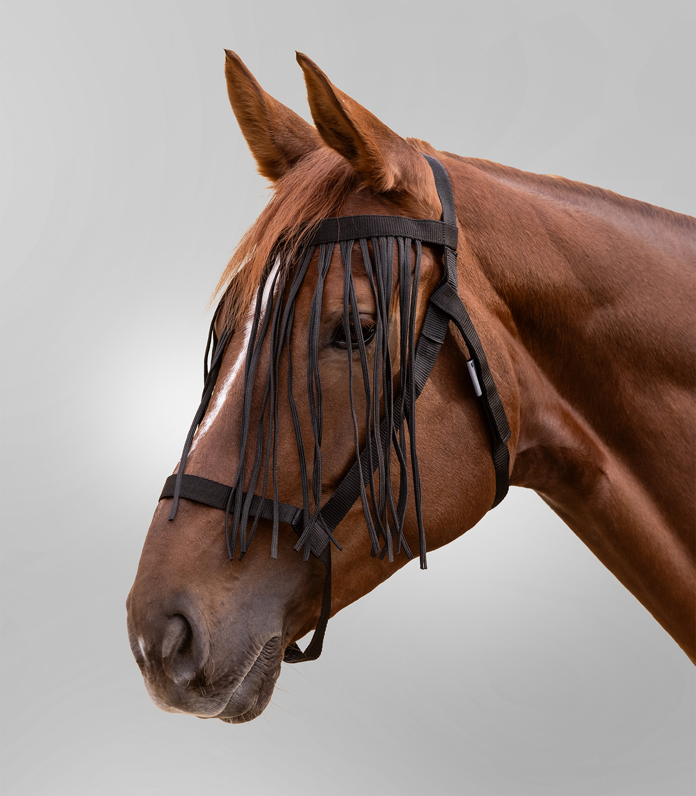 Weidehalfter mit Fliegenfransen Weidehalfter mit Fliegenfransen