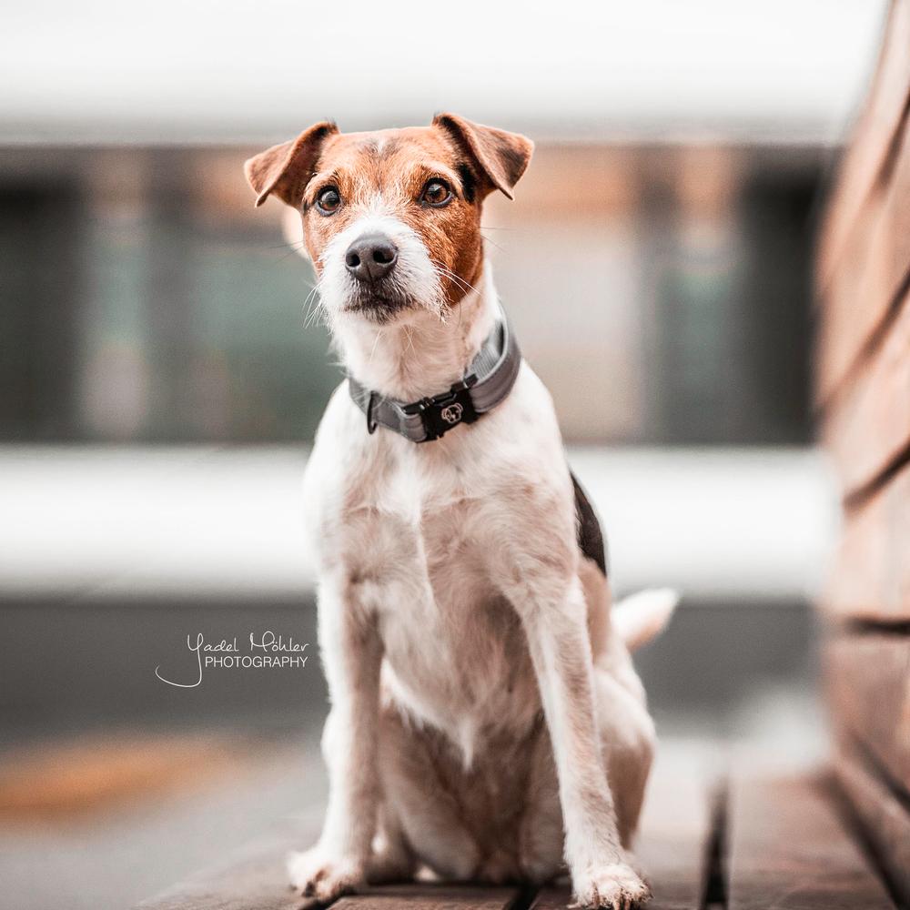 Hundehalsband Reflektierend