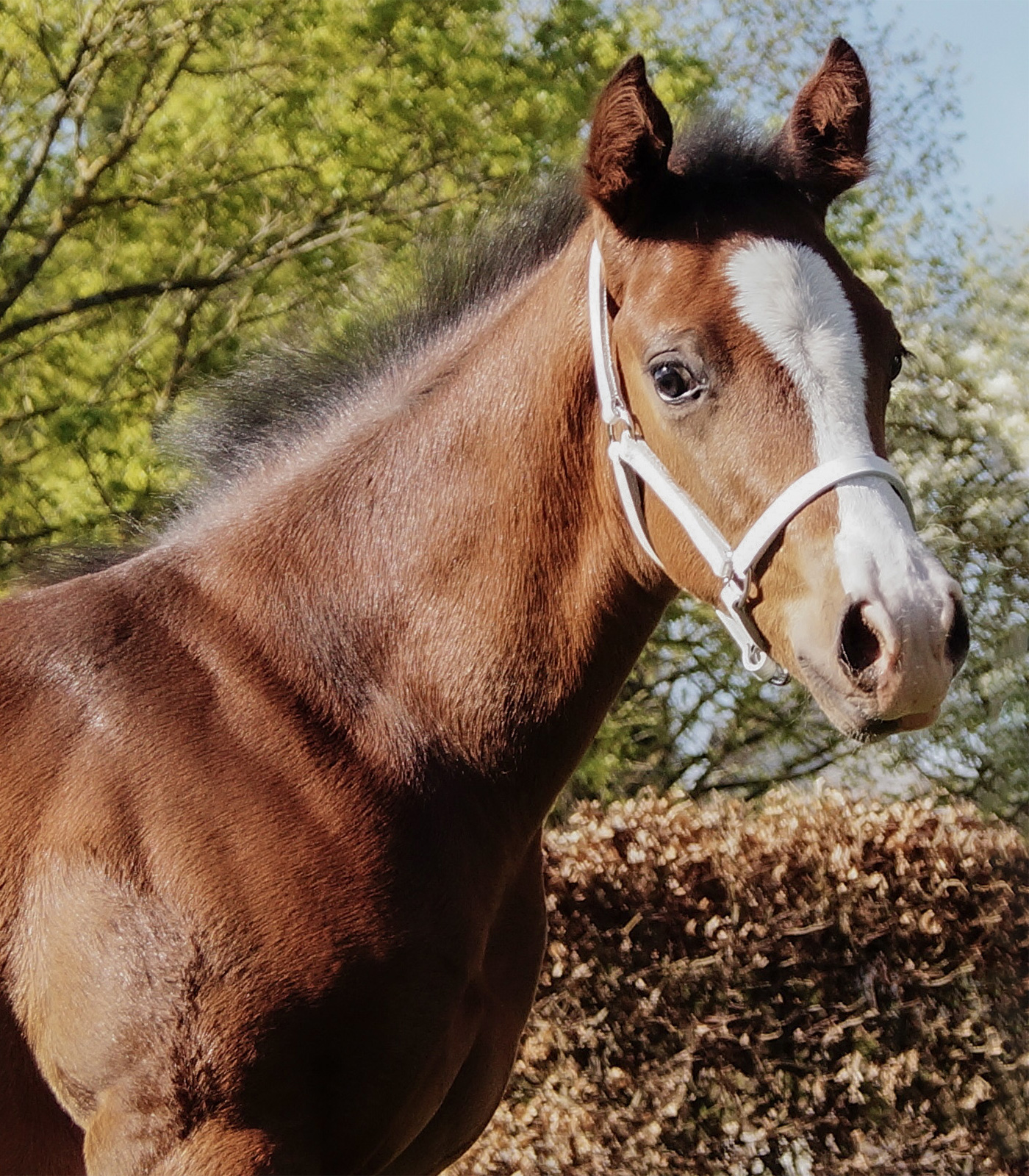 Foal presentation halter
