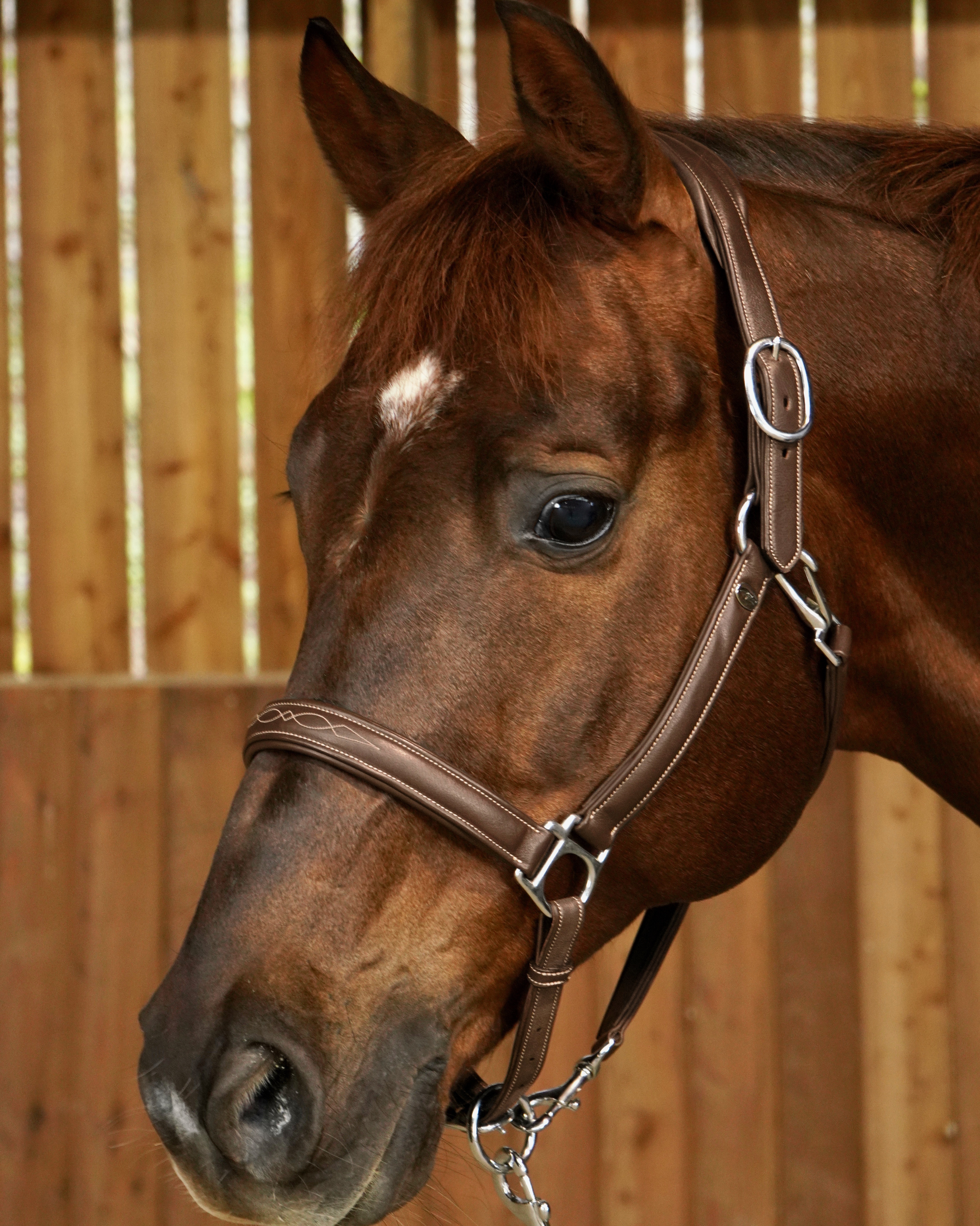 Halfter Working 2 In 1 Transport- & Stall