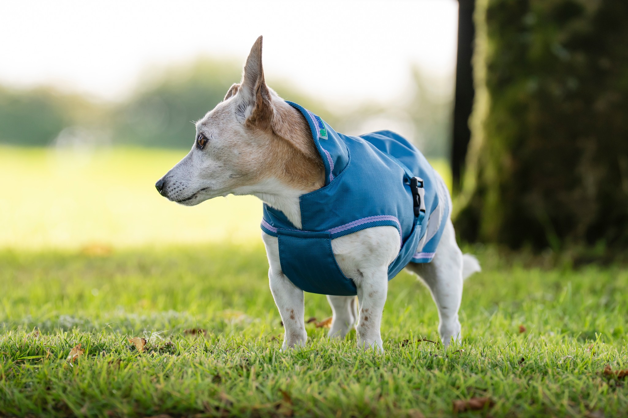 Hundedecke Freedom in Blueberry