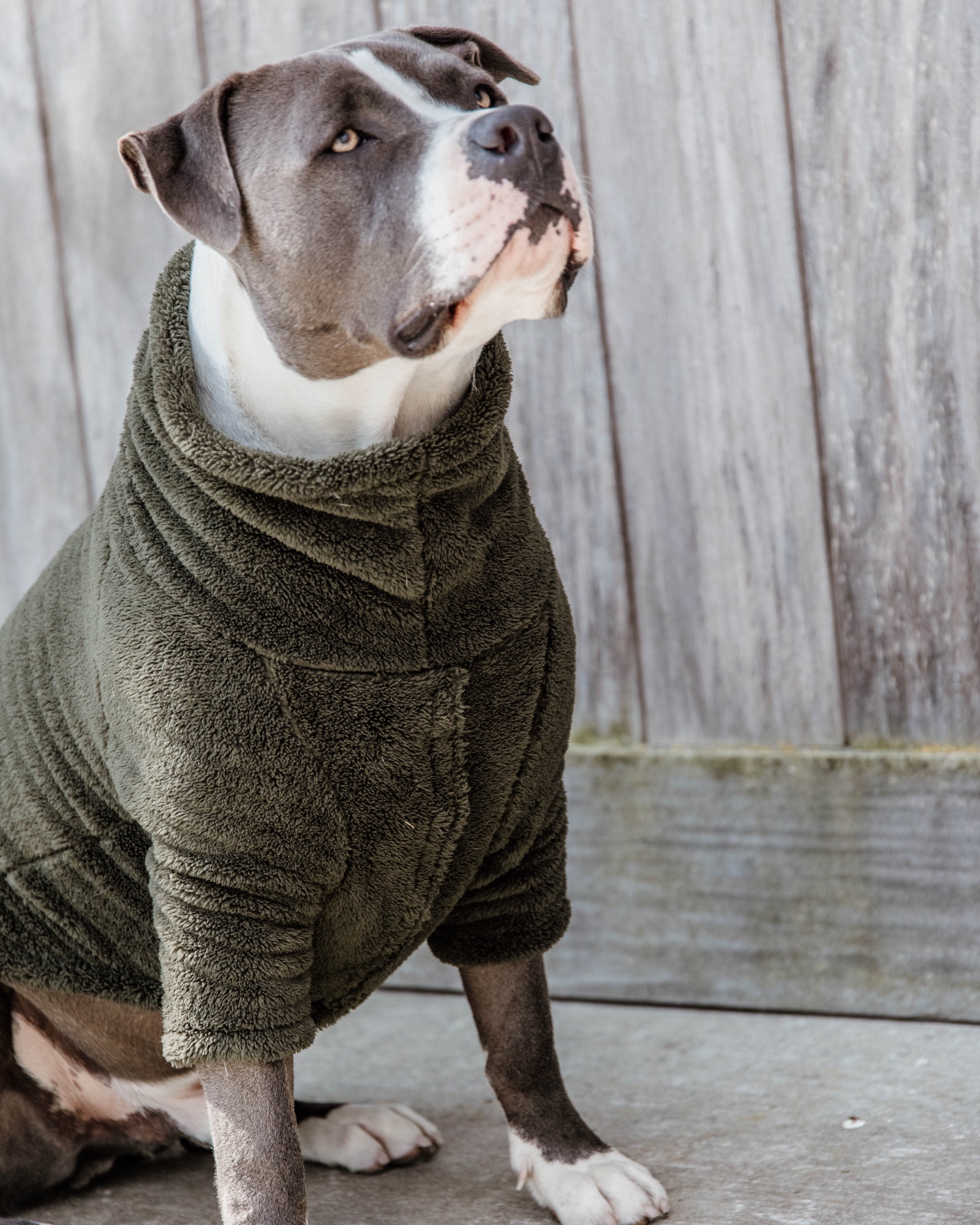 Teddy fleece dog jumper