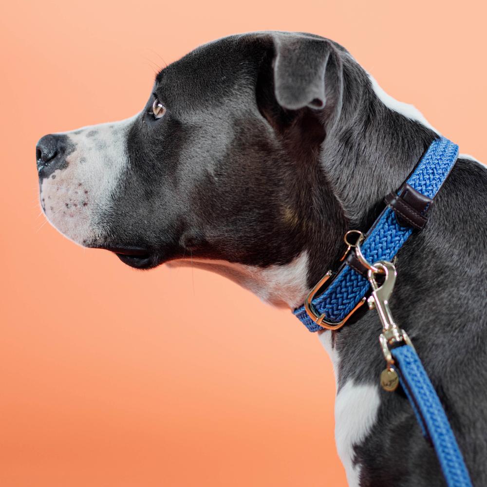 Collier de chien tressé en nylon
