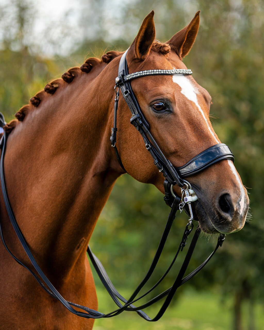 Curb reins FayRein Weymouth