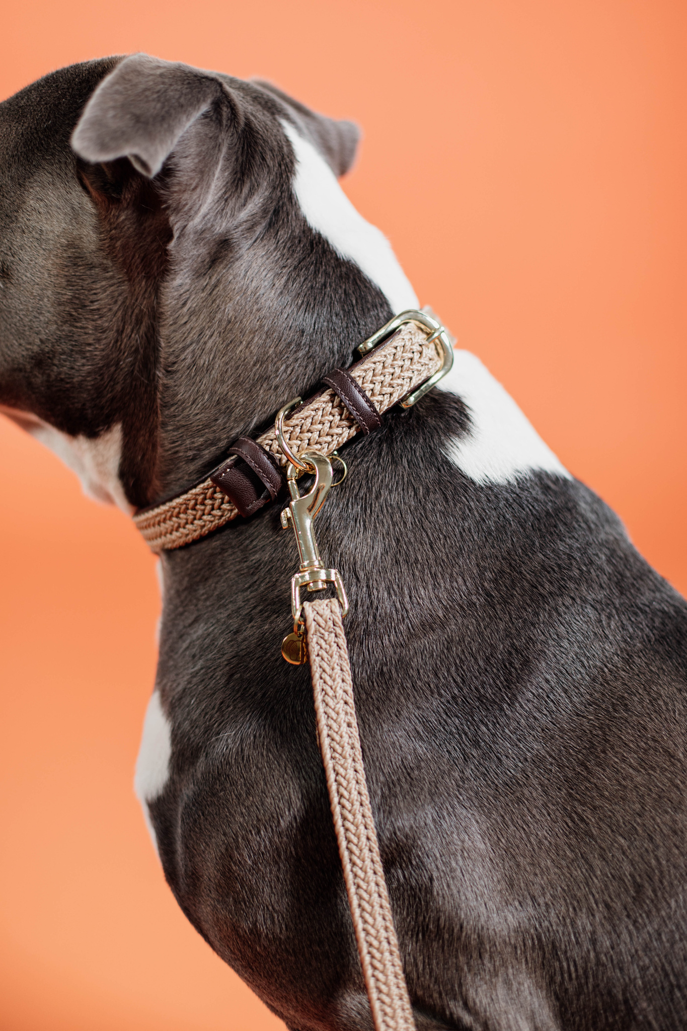 Nylon braided dog lead