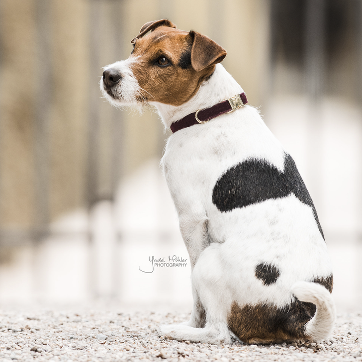 Hunde Halsband Corduroy | Kentucky Dogwear