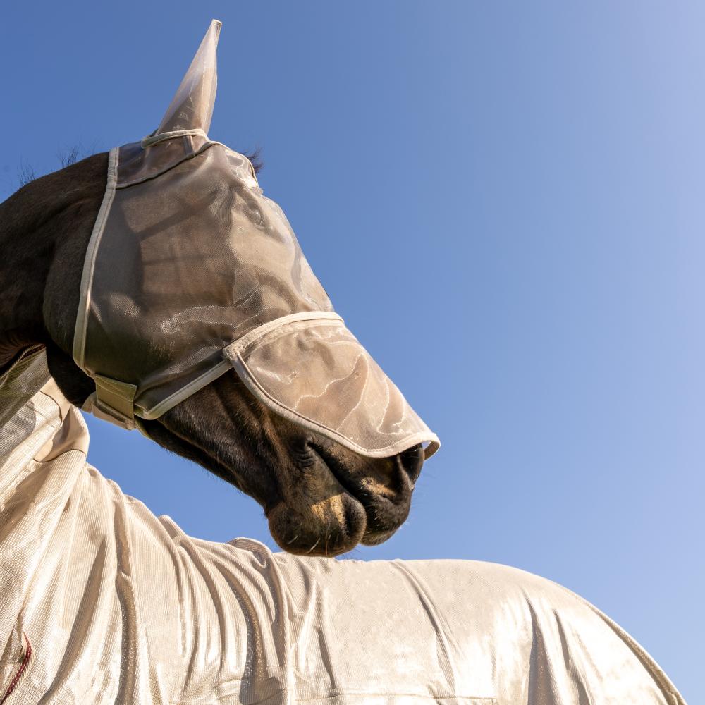 Classic fly mask with ears and nose