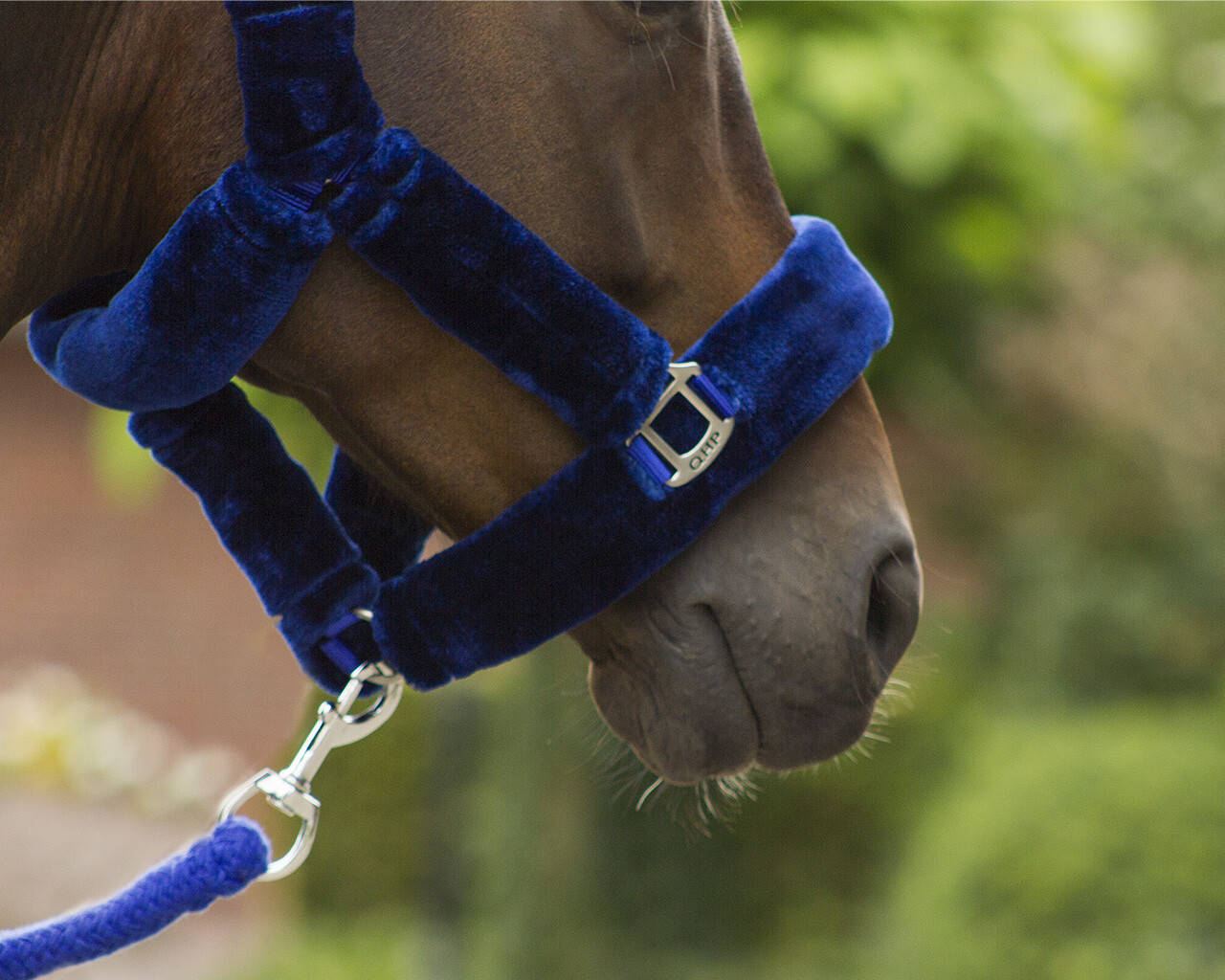 Halter Alaska