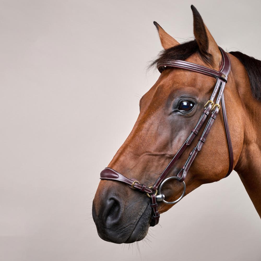 Trense mit verstellbarem hannoverschem Reithalfter DY | Dy'on