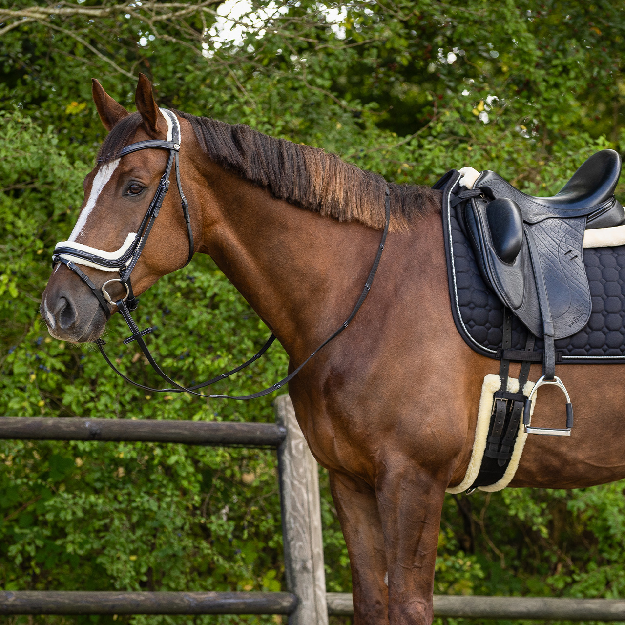 Ontario dressage girth