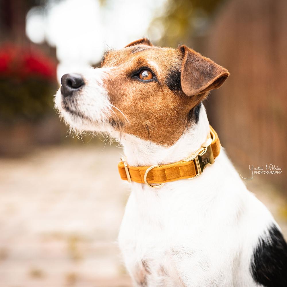 Collier de chien Velvet