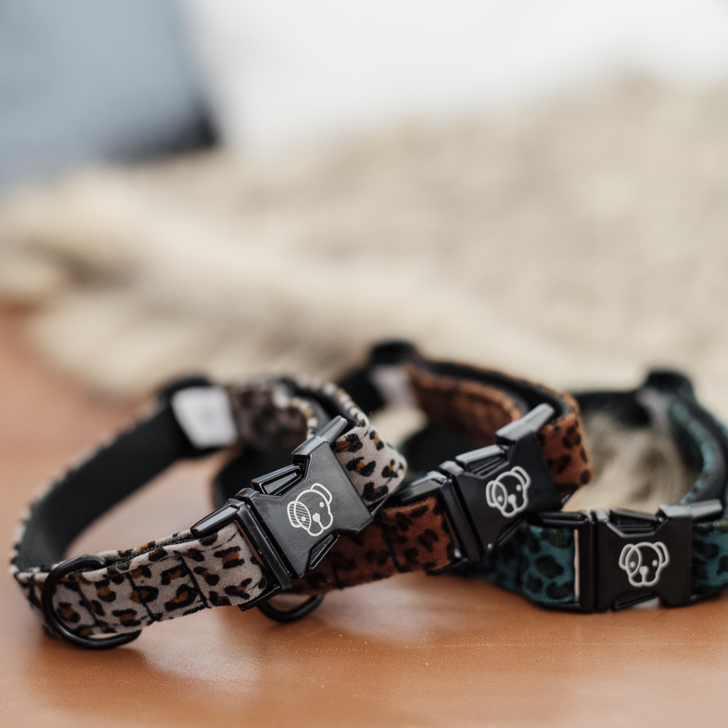 Dog collar lizard