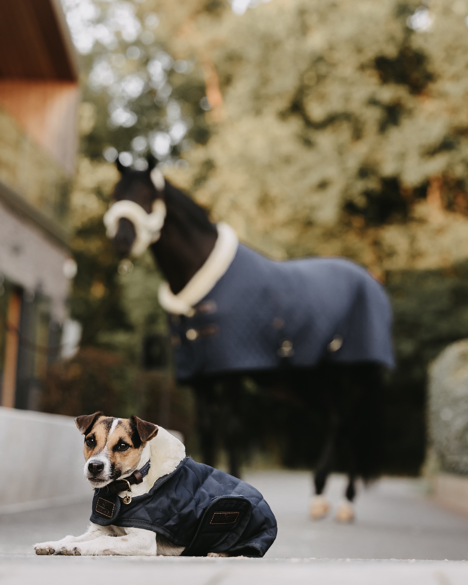 Original dog coat